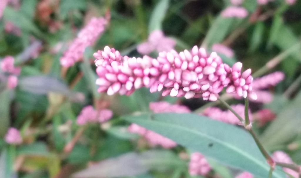 Tamarix gallica?  No!!   Persicaria sp. (Polygonaceae)